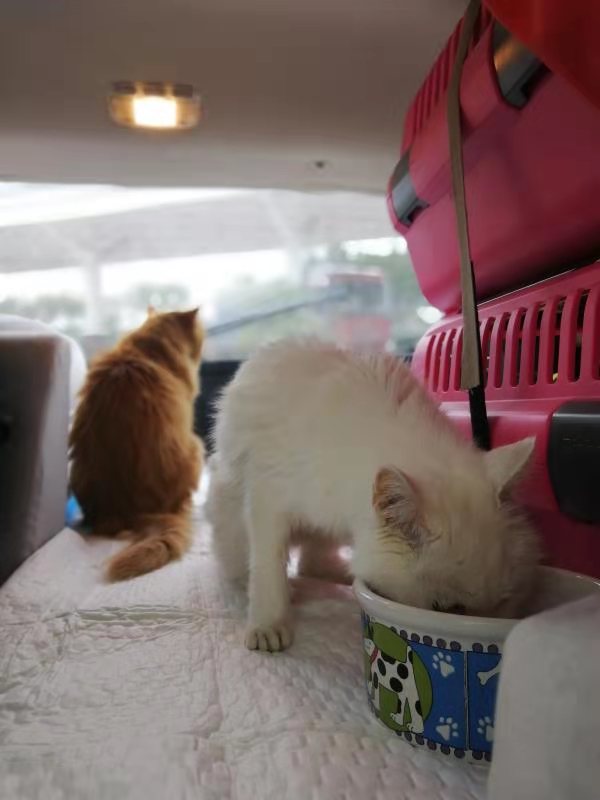 带猫长途自驾需要注意什么,带猫自驾游视频大全