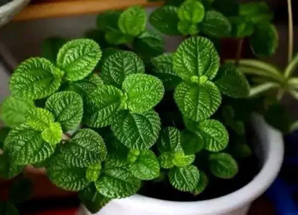 吸毒草有毒吗,吸毒草真的吸毒吗