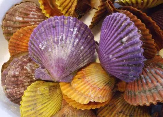 在大连买的扇贝还能吃么,大连吃扇贝去哪吃