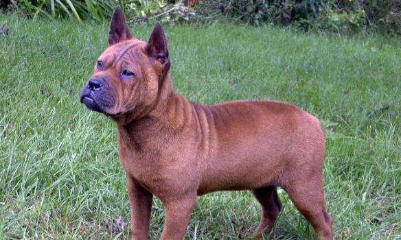 中国比较凶猛的犬,中国被公认的最凶猛的犬