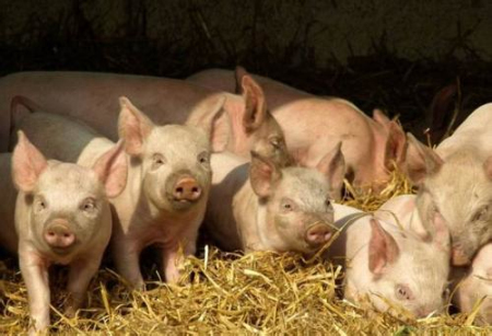 猪场监控系统操作,猪场监控主要工作内容