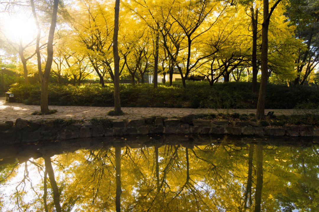 上海银杏叶打卡的地方,上海周边哪里有银杏叶