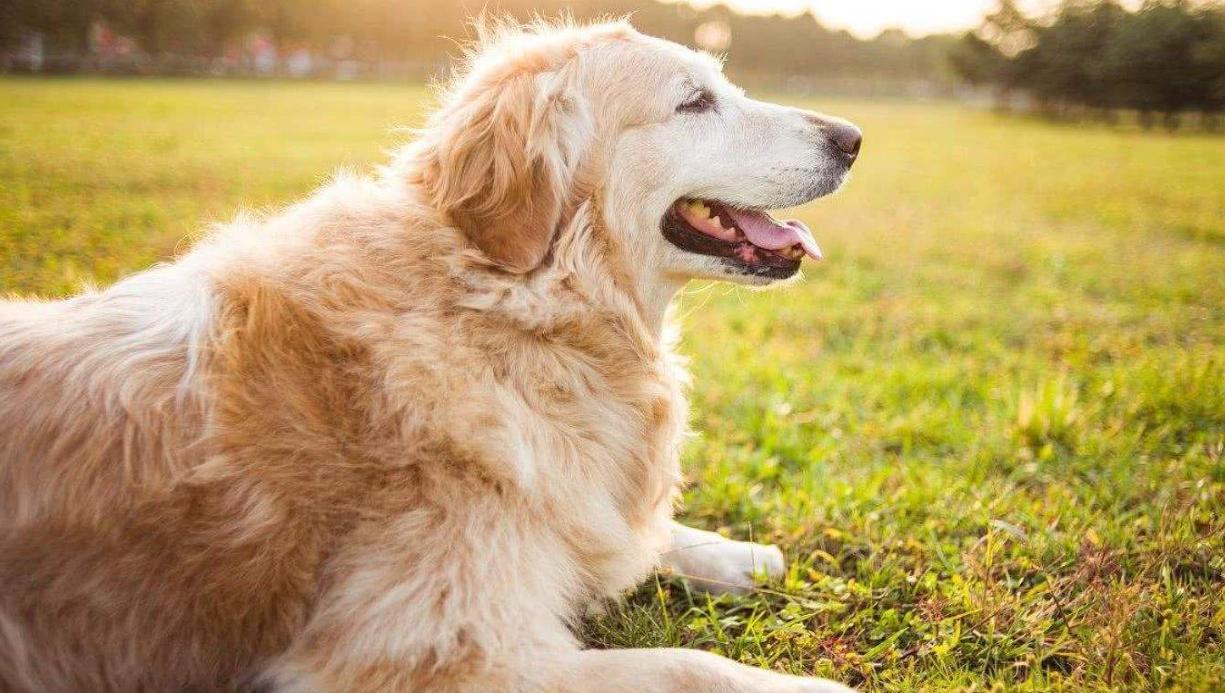 金毛好不好养适合养不,金毛好不好咬人