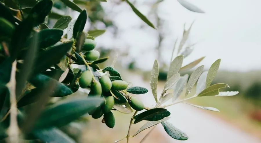 角鲨烷，神经酰胺很大牌？平民的植物油里就有啊