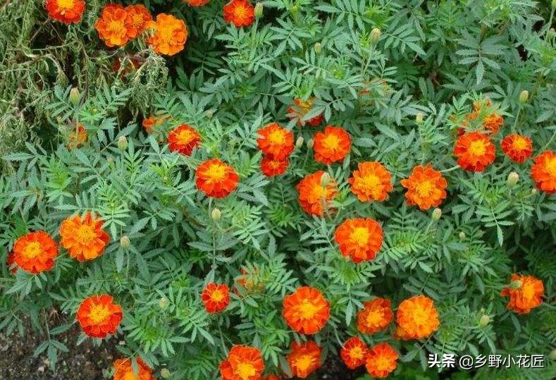 孔雀草和波斯菊的区别,孔雀草和万寿菊区别