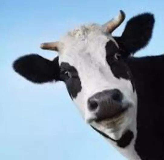 喝高钙奶有助于睡眠吗,喝高钙奶真的能多补钙吗