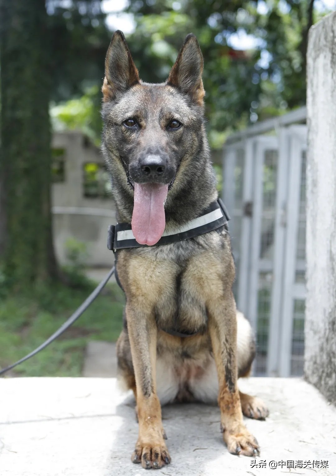 海关缉毒犬成长之路,海关总署缉私犬基地