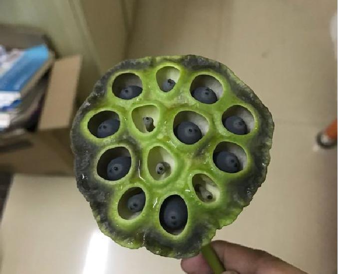 碗莲结了莲蓬怎样养?搞清楚这几点,花后养护更简单