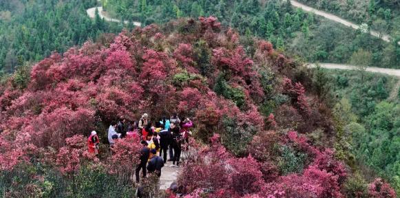 正是春花烂漫时诗句,正是春花烂漫时古诗