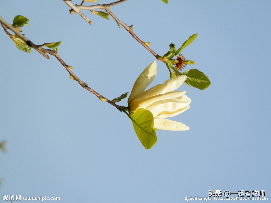 教师考编教综必背知识字帖,小学教师考编必背90条教综口诀