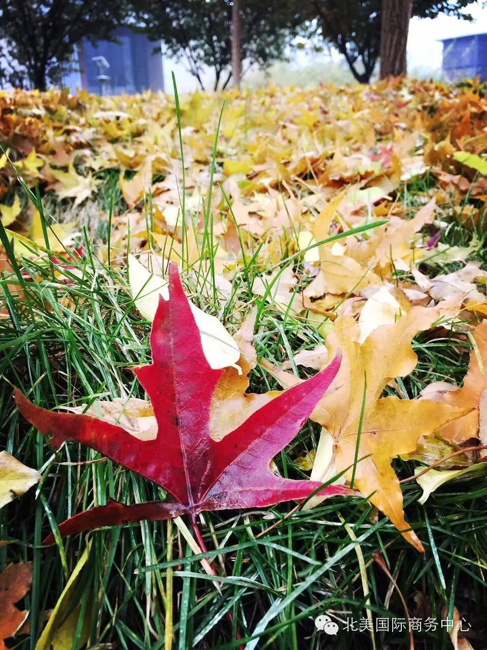 北美国际中心,北美国际商务中心105平