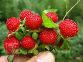 世界稀奇水果品种大全,世界热带奇特水果品种介绍