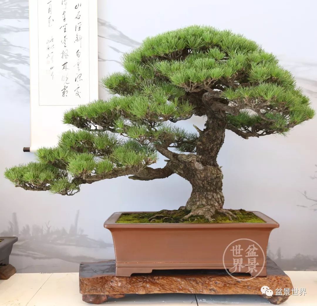 不可多得的黑松盆景素材,富贵大气的盆景有哪些