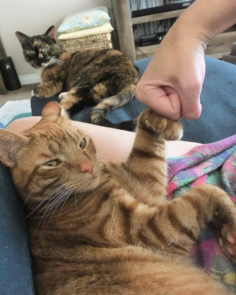 平价猫粮50块左右8斤,性价比高的品牌猫粮推荐