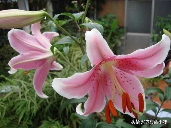 香水百合怎么养才会花开不断,如何养香水百合才可以养好呢