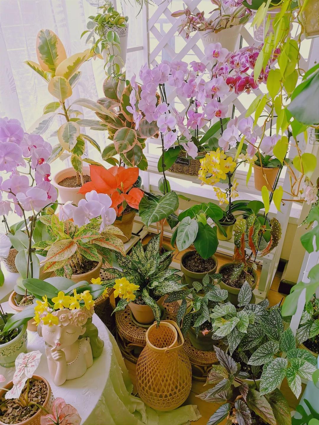 没花园怎么种花？从东北到广东，4位大神在室内种出植物园，绝美