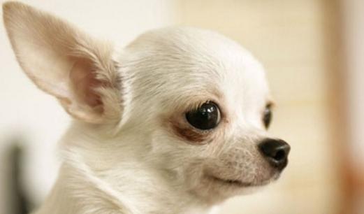 狗狗品种伯恩山犬,狗狗品种的奥秘卡斯罗犬