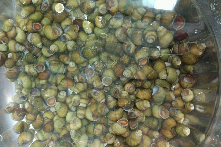 田螺壳长青苔视频,田螺壳上长青苔有什么影响