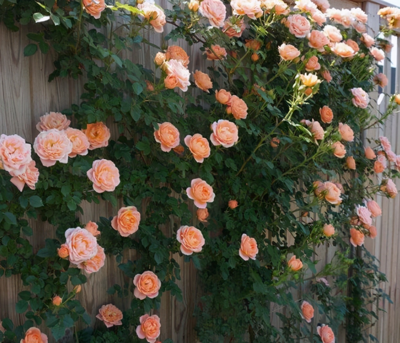 适合院子有藤的花,适合做花墙的藤本月季推荐