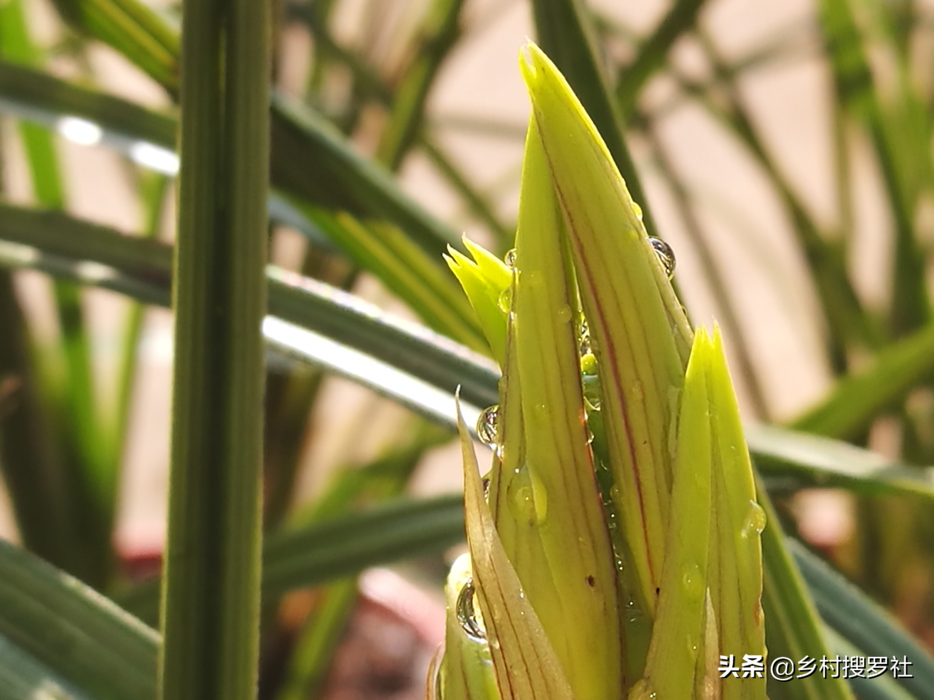 兰花什么叶子好养,露水对兰花叶子究竟有什么好处