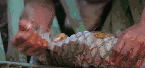 穿山甲报应,报应啊