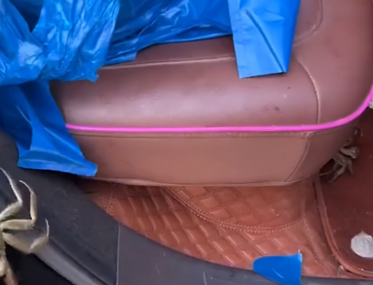 女子买的螃蟹四处逃窜原创,女子买螃蟹放盆里瞬间崩溃