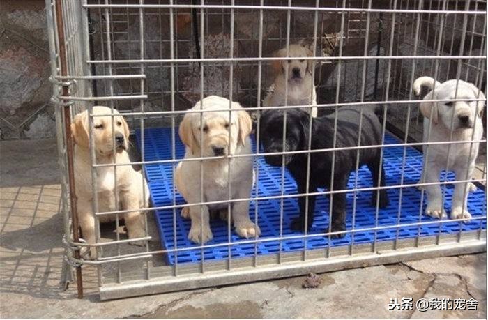 狗场买的狗多少会有点问题,狗场买的狗要注意什么