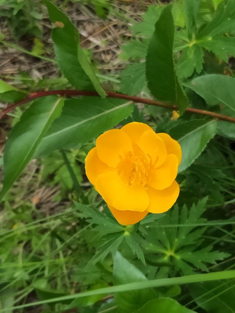 美丽的高岭塞罕坝,美丽的高岭朗诵