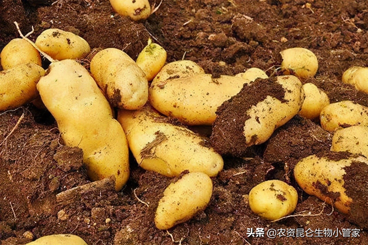 土豆的根腐病怎么防治,土豆死苗烂根如何处理