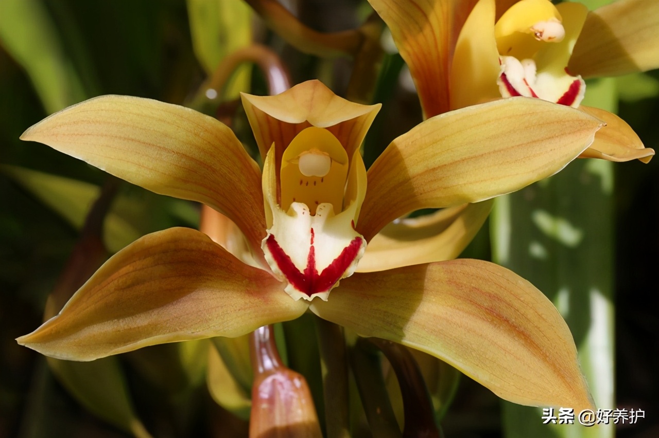 最好养的六种兰花中哪种最耐寒,最耐暴晒的兰花