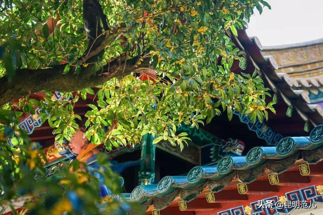 桂花落雨满园香|来黑龙潭公园感受初秋的气息