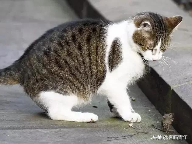 英国第一御猫,英国第一猫拉里视频