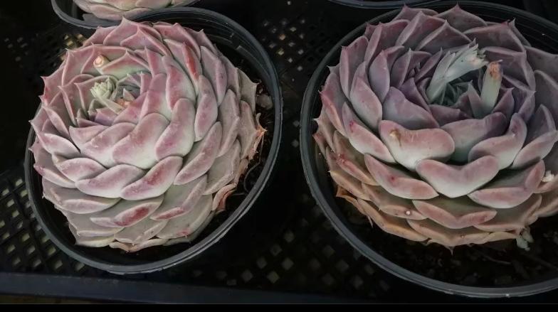 多肉养出状态来有多美？这102种多肉控养上色之后美呆了