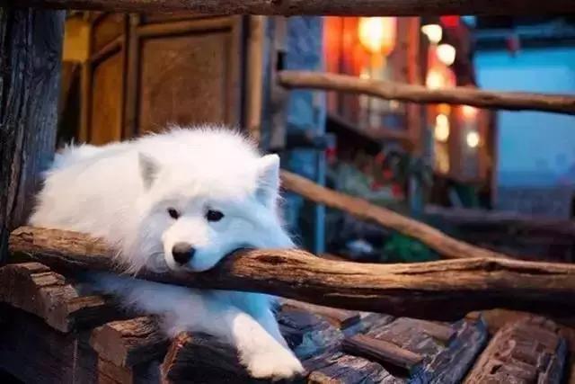 云南丽江旅游攻略自由行路线,昆明大理丽江西双版纳自由行攻略