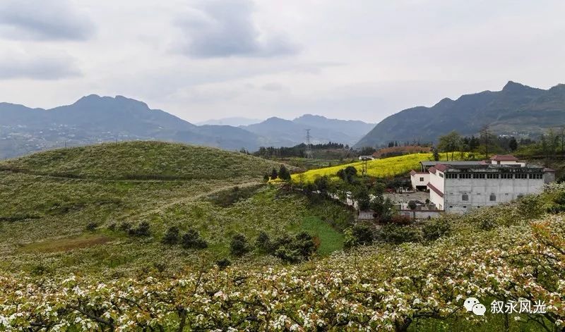 千树万树梨花开风景欣赏,千树万树梨花开美景可以去哪欣赏