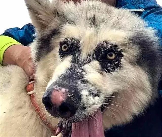 阿拉斯加被领养后又遭罪,面庞皮肤坏死,领养时四点条件不能少!