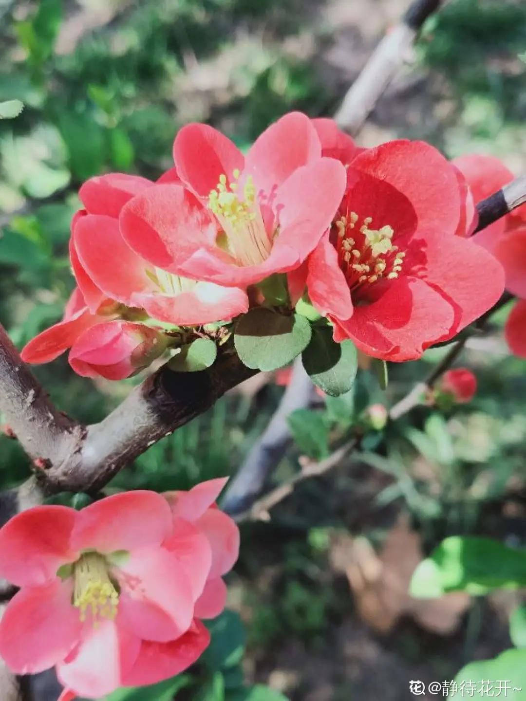 春天开的花有哪些常见又漂亮,十大名花在春天开的有哪些