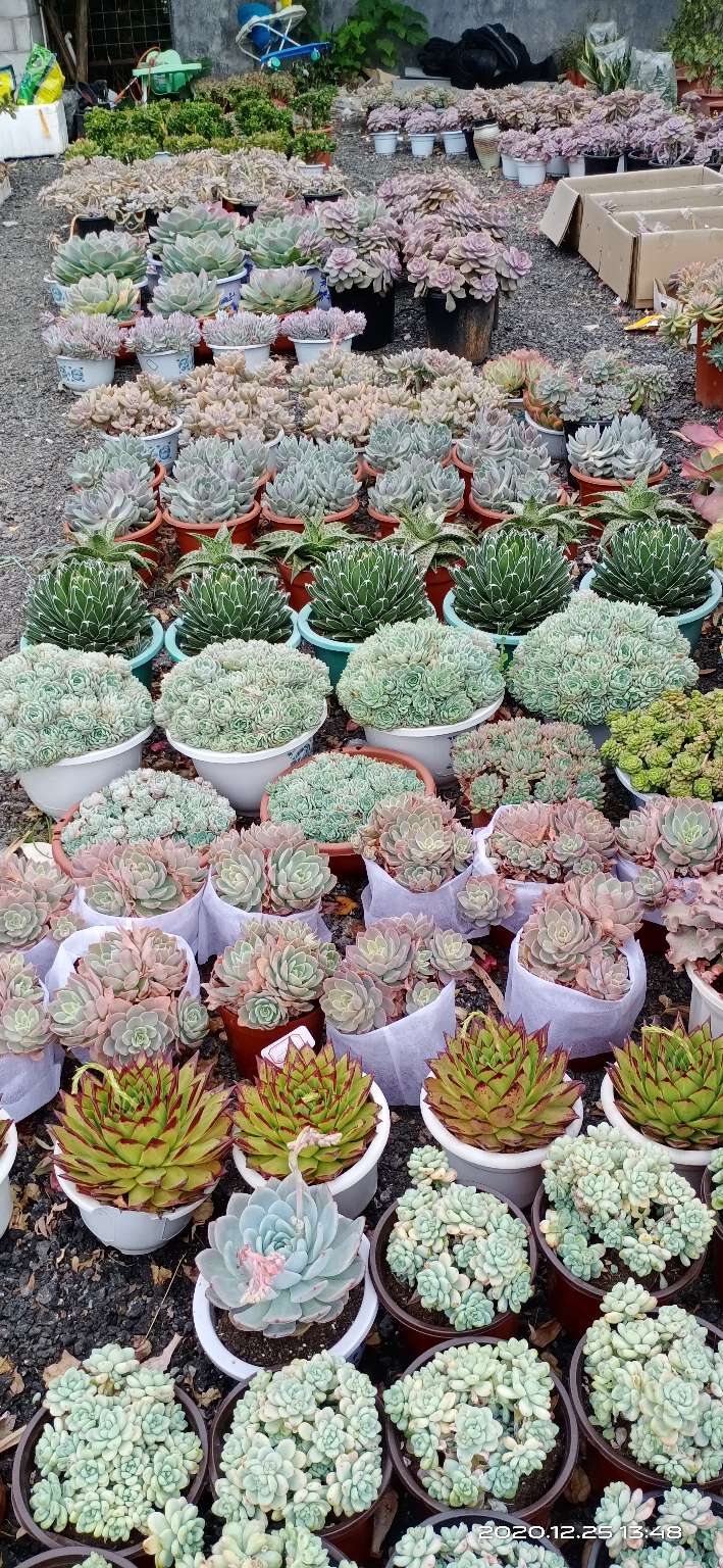 逛岭南花卉市场攻略,岭南芳村花卉批发市场游玩的美文