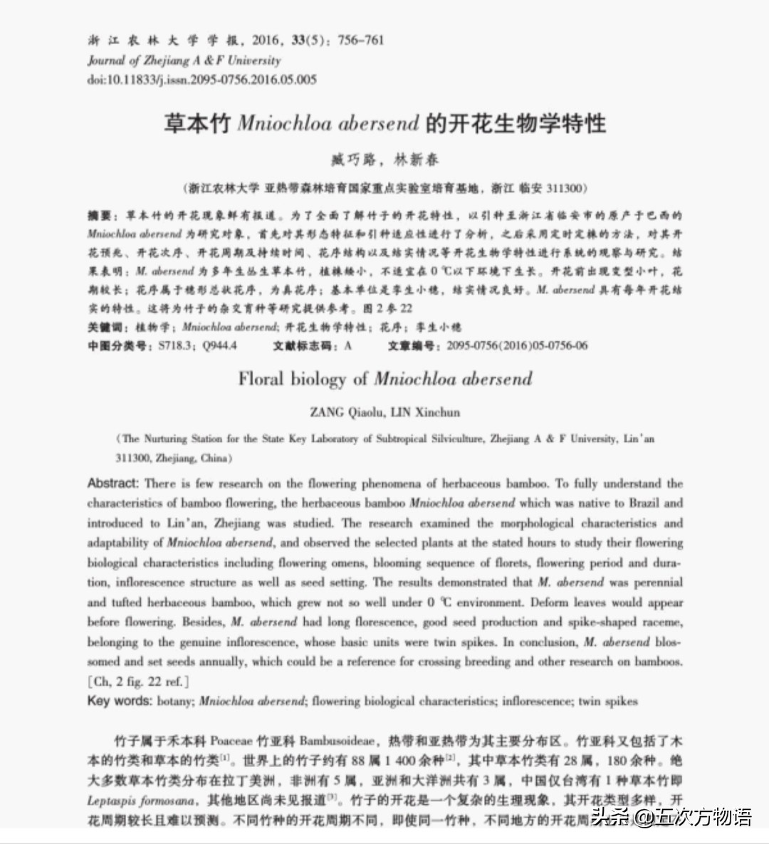 竹子草本植物还是木本植物,竹子是草本还是木本才能开花