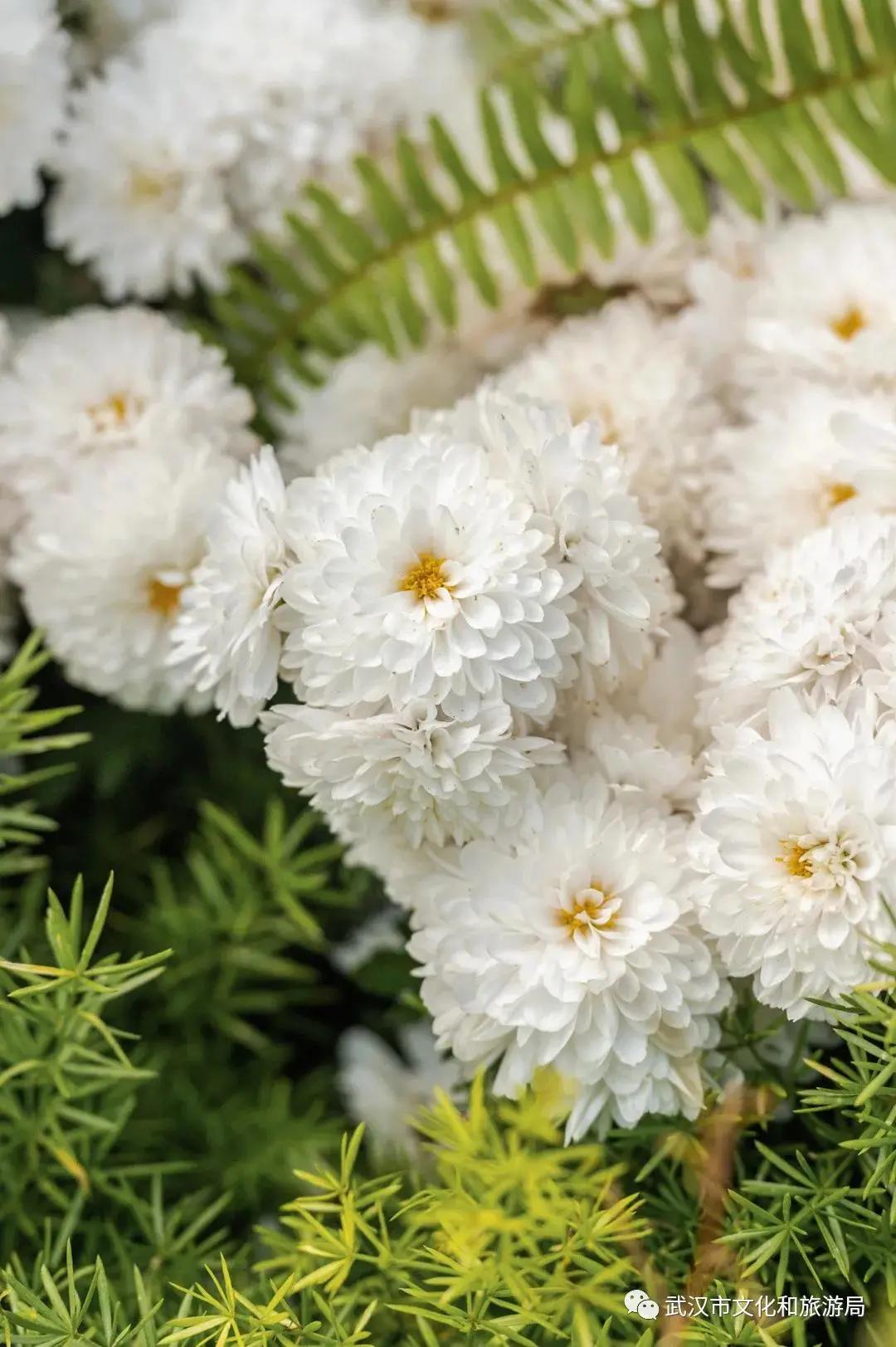 鏉ユ睙婊╄祻鑿婅姳,鑿婅姳鐑傛极