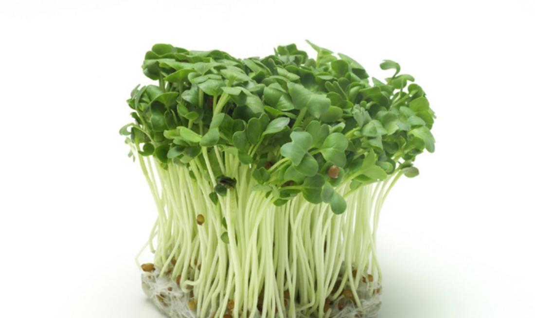 萝卜芽苗吃起来是苦的,萝卜芽苗菜苦是什么原因