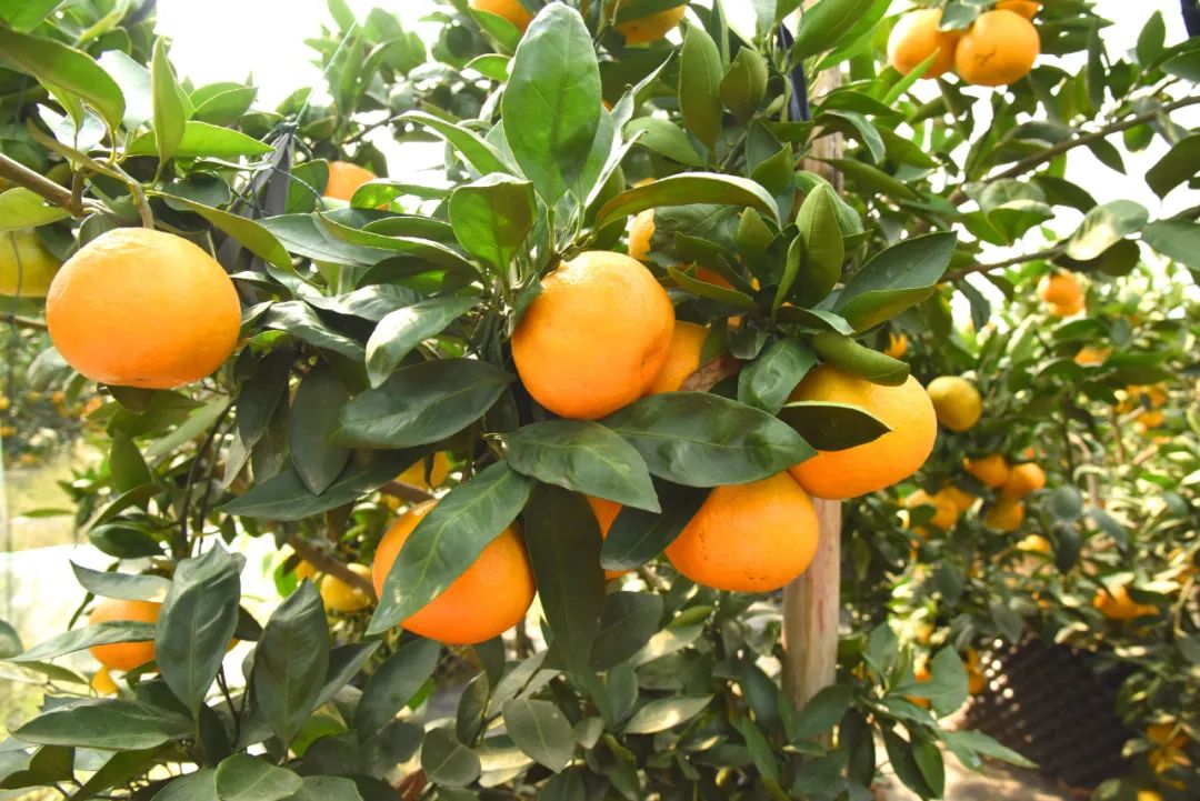 溧阳一“半路出家”的果农种出“爱玛士橘”