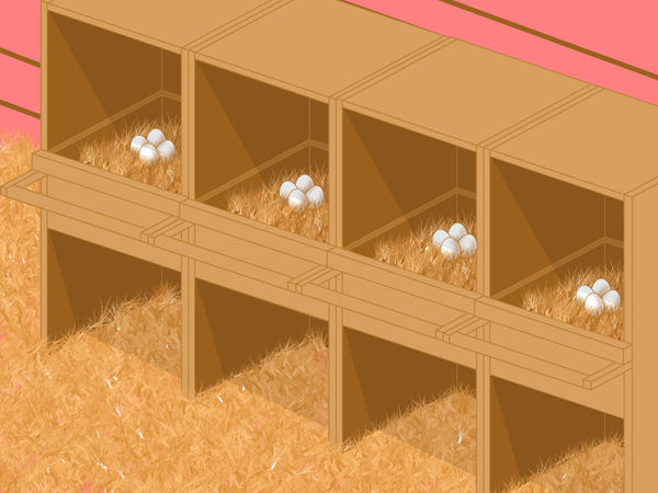 如何防止鸡吃自己的蛋3种防止鸡吃自己的蛋的方法