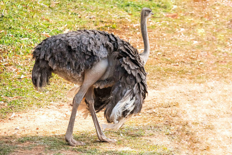 广州长隆野生动物世界旅游攻略,长隆野生动物世界攻略2-3天广州游