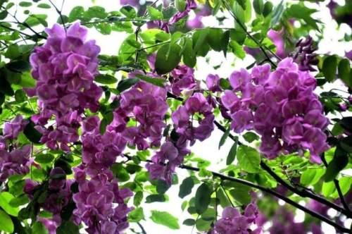 驻马店人民公园的紫色洋槐花,正宗驻马店槐花