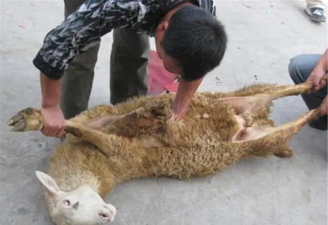 普通玉石烧热放入活狗嘴中,十年后价超百万,血玉为何如此值钱?