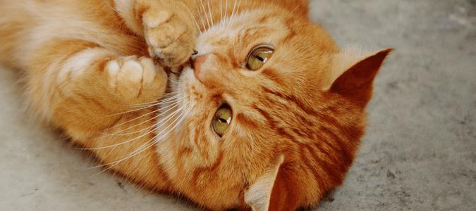 猫能把家里蟑螂抓完吗,家里有猫怎么预防蟑螂最有效方法