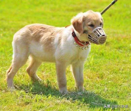 当狗狗误食有毒食物怎么办,收下这篇急救贴士,让您不再束手无策