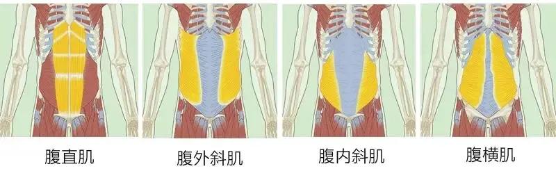 人鱼线跟马甲线都长什么样子,人鱼线马甲线有天生的吗