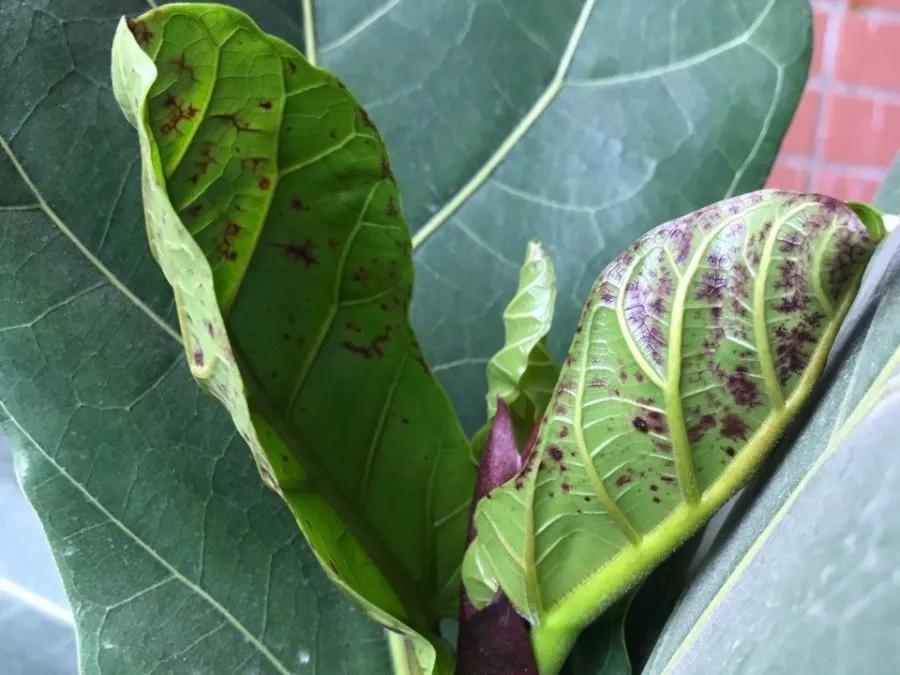 花买回来叶子蔫了怎么办,花掉花苞有什么好方法吗